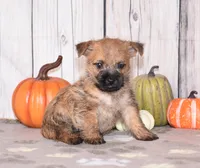 Nellie, a female Cairn Terrier for sale in Fredericksburg, OH – 1 of 3