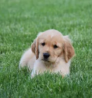Honey, a female Golden Retriever for sale in Fredericksburg, OH – 4 of 4