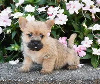 Arlo, a male Cairn Terrier for sale in Fredericksburg, OH – 2 of 3