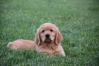 Hugo, a male Golden Retriever for sale in Fredericksburg, OH – 4 of 4