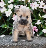 Angus, a male Cairn Terrier for sale in Fredericksburg, OH – 2 of 3