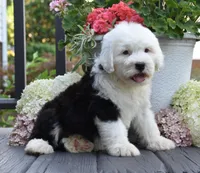 Kenya, a female Old English Sheepdog for sale in Fredericksburg, OH – 2 of 3