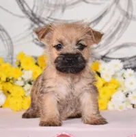Jojo, a female Cairn Terrier for sale in Fredericksburg, OH – 2 of 3