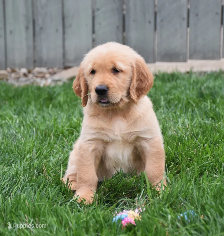 Gemma – Golden Retriever puppy for sale in Fredericksburg, OH