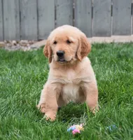 Gemma, a female Golden Retriever for sale in Fredericksburg, OH – 1 of 4