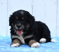Cleo, a female Miniature Bernedoodle for sale in Fredericksburg, OH – 3 of 3