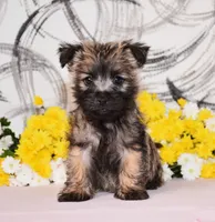 Jagger, a male Cairn Terrier for sale in Fredericksburg, OH – 3 of 3