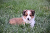Nelly, a male Shetland Sheepdog for sale in Fredericksburg, OH – 4 of 4