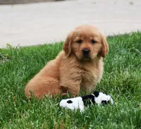Meadow, a female Golden Retriever for sale in Fredericksburg, OH – 3 of 4