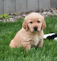 Ginger, a female Golden Retriever for sale in Fredericksburg, OH – 2 of 4