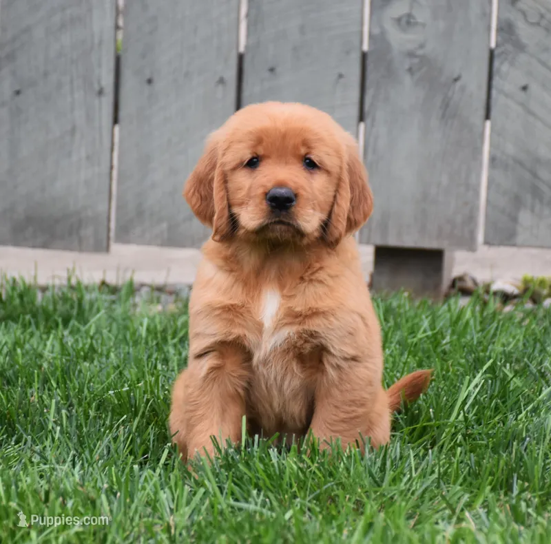 Gala – Golden Retriever puppy for sale in Fredericksburg, OH