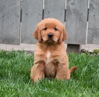 Gala, a female Golden Retriever for sale in Fredericksburg, OH – 1 of 4