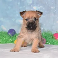 Everest , a male Cairn Terrier for sale in Fredericksburg, OH – Photo 2 of 3