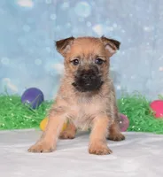 Everest , a male Cairn Terrier for sale in Fredericksburg, OH – Photo 2 of 3
