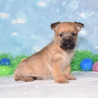 Everest , a male Cairn Terrier for sale in Fredericksburg, OH – Photo 1 of 3