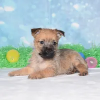 Everest , a male Cairn Terrier for sale in Fredericksburg, OH – Photo 3 of 3