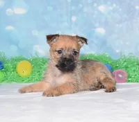 Everest , a male Cairn Terrier for sale in Fredericksburg, OH – Photo 3 of 3