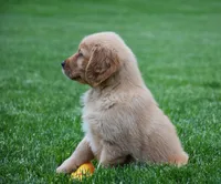 Marley, a male Golden Retriever for sale in Fredericksburg, OH – 4 of 5