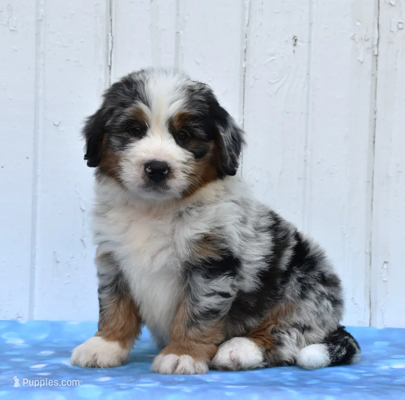Carter – Miniature Bernedoodle puppy for sale in Fredericksburg, OH