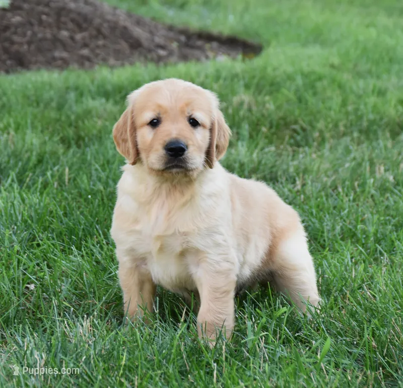 Odie – Golden Retriever puppy for sale in Fredericksburg, OH