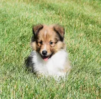Ninja, a male Shetland Sheepdog for sale in Fredericksburg, OH – 3 of 4