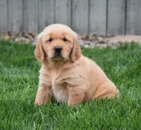 Gunner, a male Golden Retriever for sale in Fredericksburg, OH – 2 of 4