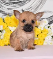 Jellybean, a female Cairn Terrier for sale in Fredericksburg, OH – 3 of 3