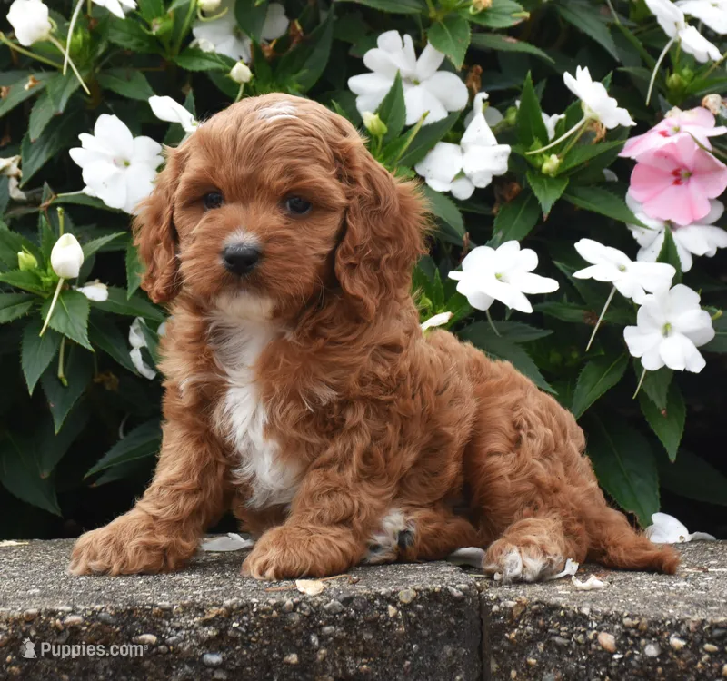 Ollie – Cavapoo puppy for sale in Fredericksburg, OH