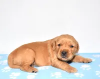 Atlas , a male Golden Retriever for sale in Fredericksburg, OH – Photo 3 of 4