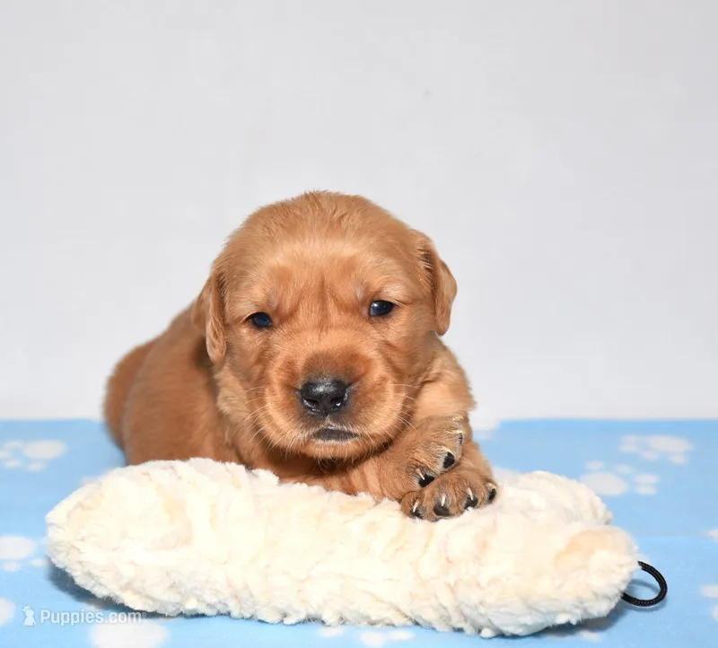 Atlas  – Golden Retriever puppy for sale in Fredericksburg, OH