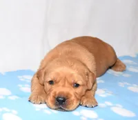 Atlas , a male Golden Retriever for sale in Fredericksburg, OH – Photo 2 of 4