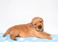 Atlas , a male Golden Retriever for sale in Fredericksburg, OH – Photo 4 of 4