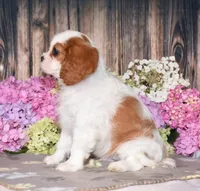 processed/c73ad6b1-48f9-4879-9287-61d6b5c207a5/listing/f42bf123-6c43-47b3-9a40-e0ec7dc12b33/0986437a-d6f5-4f9f-bf26-5c31488c569a