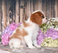 processed/c73ad6b1-48f9-4879-9287-61d6b5c207a5/listing/f42bf123-6c43-47b3-9a40-e0ec7dc12b33/8d7583e3-a77e-477e-a84f-70fbadf3f20e