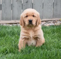 Gunner, a male Golden Retriever for sale in Fredericksburg, OH – 3 of 4