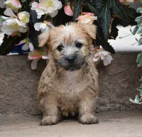 Zaina, a female Cairn Terrier for sale in Fredericksburg, OH – 1 of 3