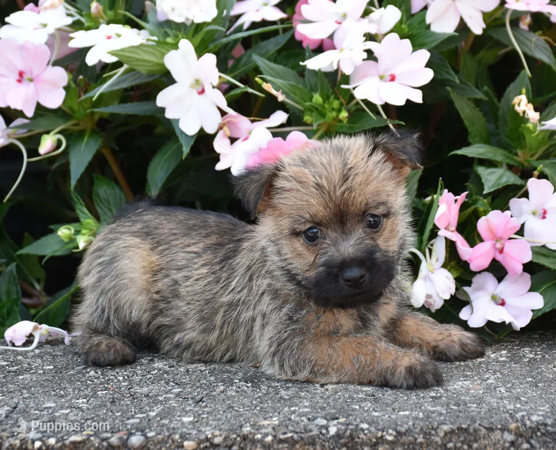 Ariel – Cairn Terrier puppy for sale in Fredericksburg, OH