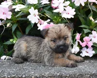 Ariel, a male Cairn Terrier for sale in Fredericksburg, OH – 1 of 3