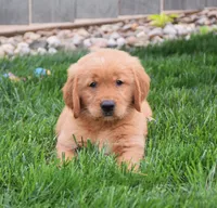 Gizmo, a male Golden Retriever for sale in Fredericksburg, OH – 3 of 4