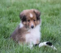 Nova, a male Shetland Sheepdog for sale in Fredericksburg, OH – 4 of 4