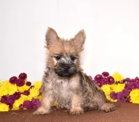 Koda, a male Cairn Terrier for sale in Fredericksburg, OH – 3 of 3