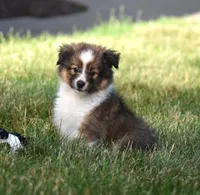 Nox , a male Shetland Sheepdog for sale in Fredericksburg, OH – 3 of 3