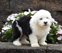 Muffin, a female Old English Sheepdog for sale in Fredericksburg, OH – 2 of 3