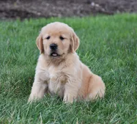 Oliver, a male Golden Retriever for sale in Fredericksburg, OH – 4 of 4