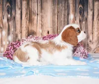 Derby, a male Cavalier King Charles Spaniel for sale in Fredericksburg, OH – 2 of 5