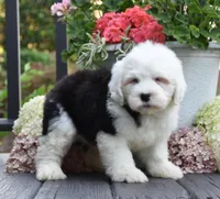 Kibbles BLUE EYES, a female Old English Sheepdog for sale in Fredericksburg, OH – 3 of 3