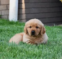 Annabella, a female Golden Retriever for sale in Fredericksburg, OH – 3 of 4