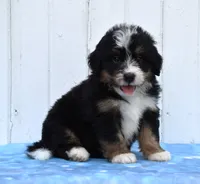 Case, a male Miniature Bernedoodle for sale in Fredericksburg, OH – 3 of 3