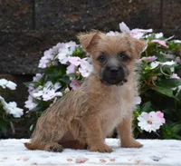 Glitters, a female Cairn Terrier for sale in Fredericksburg, OH – 1 of 3