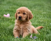 Marloe, a female Golden Retriever for sale in Fredericksburg, OH – 4 of 4